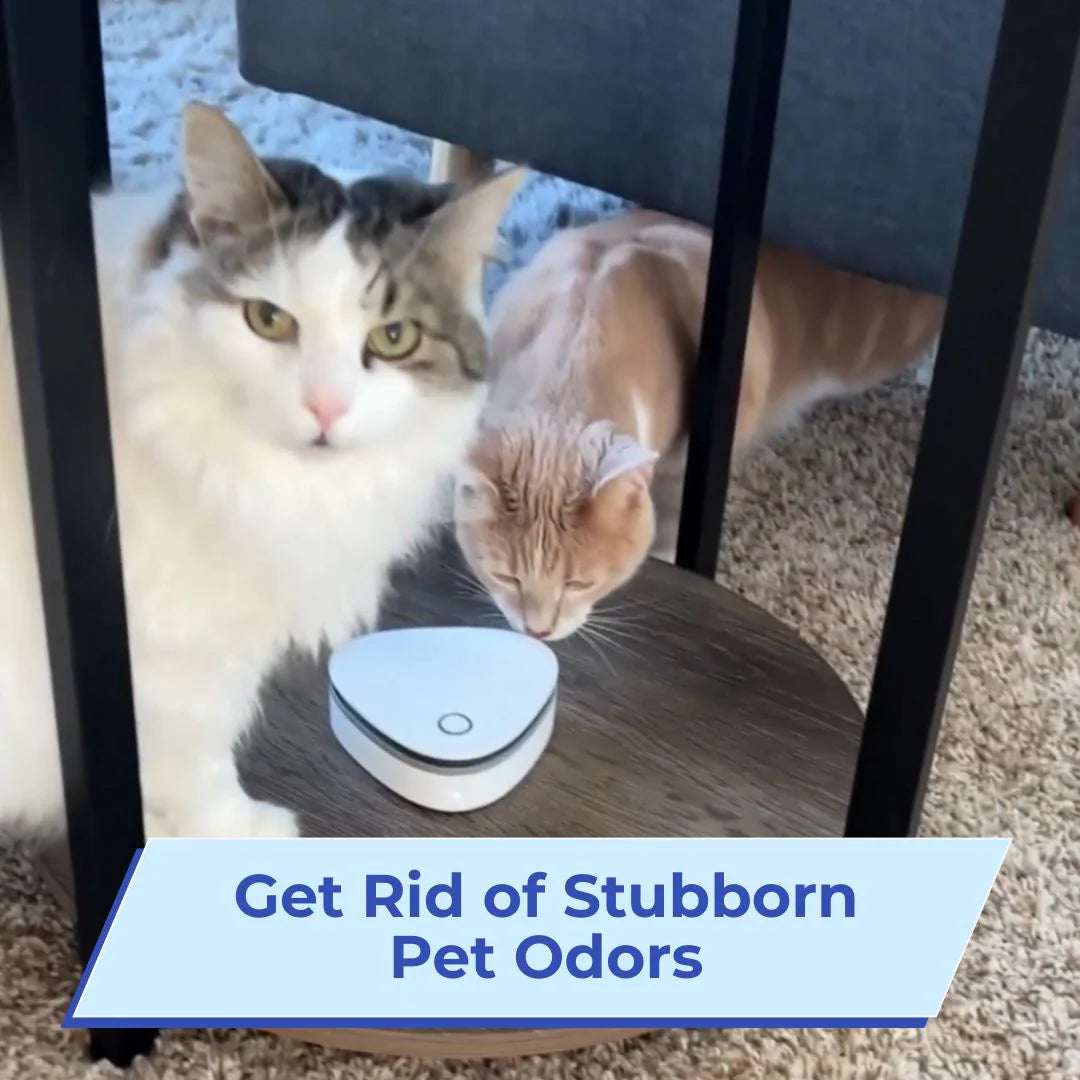 Ozzy Eliminate Smoke, Pet & Kitchen Odors in 1-Click